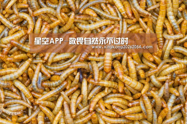 星空登录
